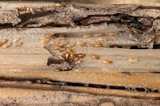 Best Rodent Control Near Me  in North Highlands, CA